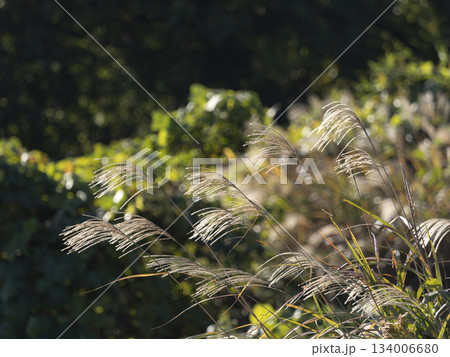 秋の山に生えるススキ 134006680