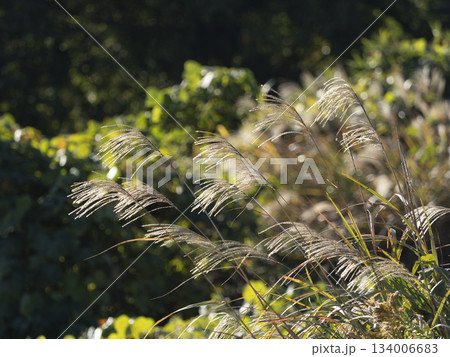 秋の山に生えるススキ 134006683