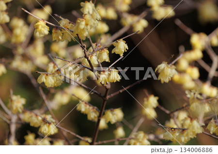 春の訪れを告げるロウバイ 134006886