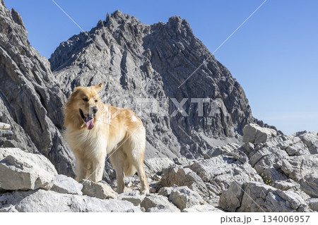Hiking to Schesaplana in Ratikon mountain range with a dog exploring the rocky landscape in Vorarlberg, Austria 134006957