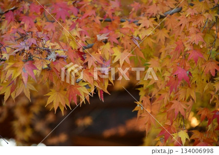 紅葉したもみじ 134006998
