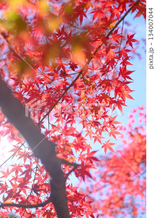 空に燃える紅葉 134007044