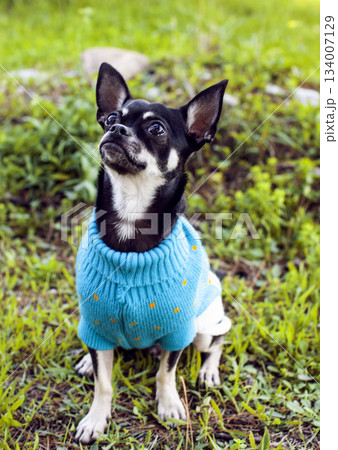 little cute dog in the costume on the grass little cute dog in the costume on the grass 134007129