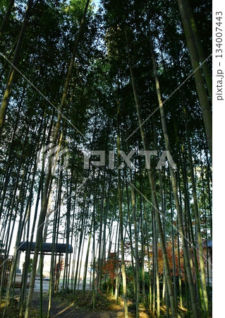 竹林のある風景 竹林のある風景 134007443