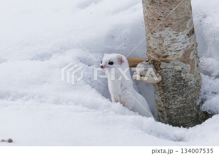 野生動物　キタイイズナ 134007535