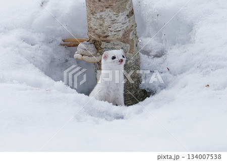 野生動物　キタイイズナ 134007538