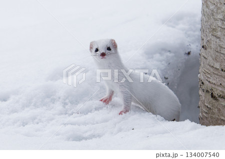 野生動物　キタイイズナ 134007540