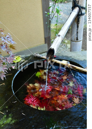 手水鉢に浮かぶ 手水鉢に浮かぶ 134007557