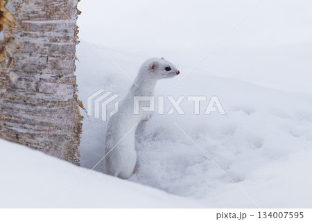 野生動物　キタイイズナ 134007595