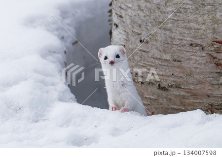 野生動物　キタイイズナ 134007598