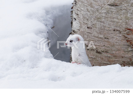 野生動物　キタイイズナ 134007599
