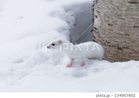 野生動物　キタイイズナ 134007602