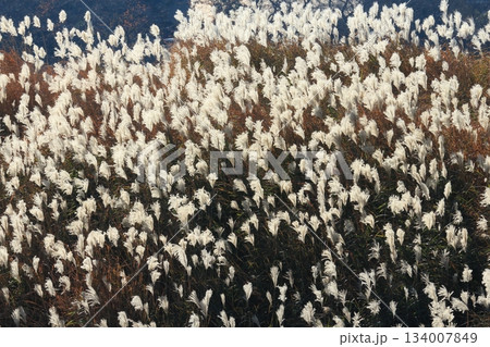 晩秋の輝くススキ 134007849