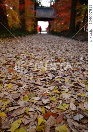 落ち葉の絨毯 134007913