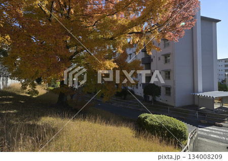 千里ニュータウン新千里東町（大阪府豊中市）のUR新千里東町団地／千里グリーンヒルズ東町 134008209
