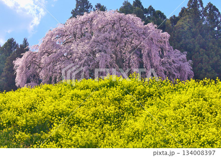 一本桜 - 合戦場の枝垂れ桜（2010年5月） 134008397