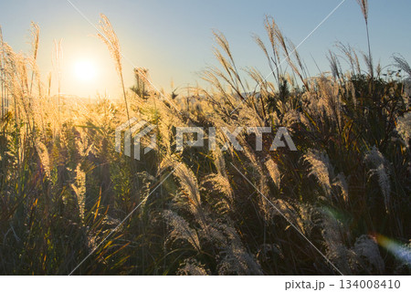 夕陽に輝くススキ原と松川浦の穏やかな風景 134008410