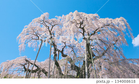 一本桜 - 青空に映える満開の三春滝桜(2010年) 一本桜 - 青空に映える満開の三春滝桜(2010年) 134008618