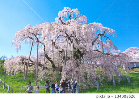 一本桜 - 青空に映える満開の三春滝桜(2010年) 一本桜 - 青空に映える満開の三春滝桜(2010年) 134008620