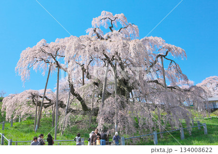 一本桜 - 青空に映える満開の三春滝桜(2010年) 一本桜 - 青空に映える満開の三春滝桜(2010年) 134008622