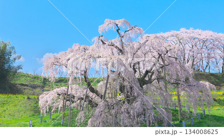 一本桜 - 青空に映える満開の三春滝桜(2010年) 一本桜 - 青空に映える満開の三春滝桜(2010年) 134008625