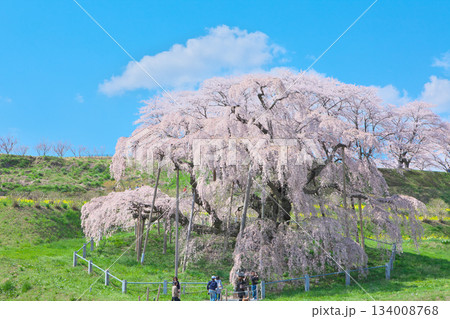 一本桜 - 青空に映える満開の三春滝桜（2010年） 134008768