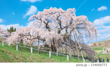 一本桜 - 青空に映える満開の三春滝桜（2010年） 134008771
