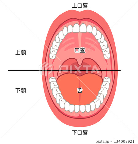 口の中 口腔内の構造 口の中 口腔内の構造 134008921