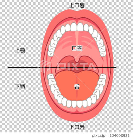 口の中 口腔内の構造 口の中 口腔内の構造 134008921