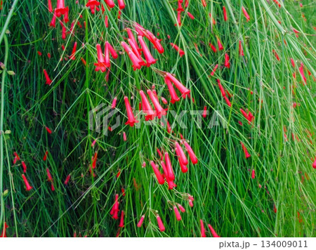 Russelia equisetiformis Russelia equisetiformis 134009011