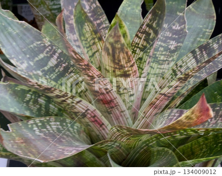 Vriesea gigantea 'Nova' 134009012