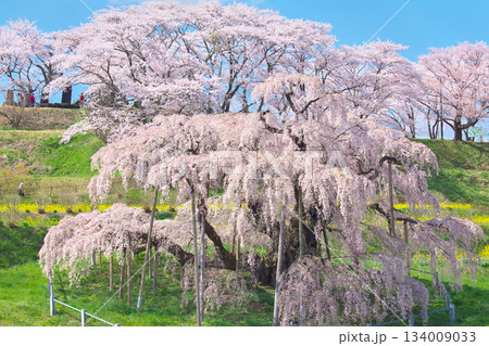 一本桜 - 元気で妖艶に咲く満開の三春滝桜(2010年) 一本桜 - 元気で妖艶に咲く満開の三春滝桜(2010年) 134009033