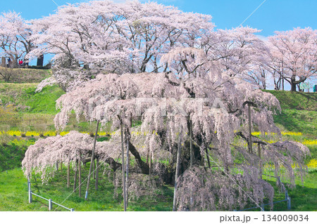 一本桜 - 元気で妖艶に咲く満開の三春滝桜(2010年) 一本桜 - 元気で妖艶に咲く満開の三春滝桜(2010年) 134009034