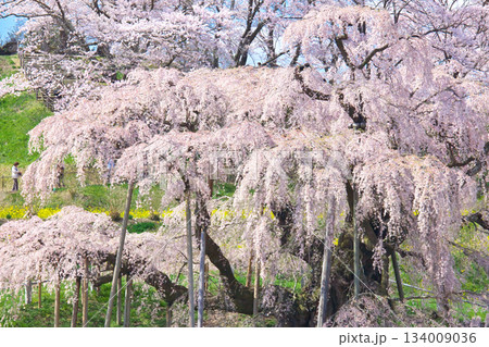 一本桜 - 元気で妖艶に咲く満開の三春滝桜(2010年) 一本桜 - 元気で妖艶に咲く満開の三春滝桜(2010年) 134009036