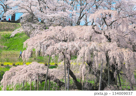 一本桜 - 元気で妖艶に咲く満開の三春滝桜(2010年) 一本桜 - 元気で妖艶に咲く満開の三春滝桜(2010年) 134009037