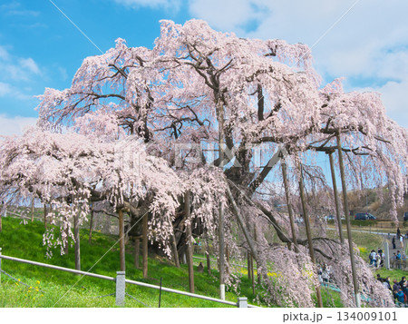 一本桜 - 青空に映える満開の三春滝桜（2023年） 134009101