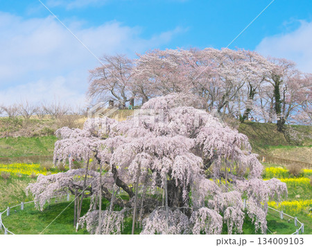 一本桜 - 青空に映える満開の三春滝桜(2023年) 一本桜 - 青空に映える満開の三春滝桜(2023年) 134009103