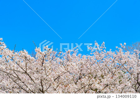 春爛漫の青空と満開の桜 134009110