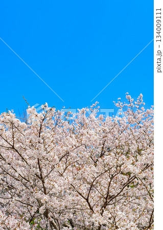 春爛漫の青空と満開の桜 134009111