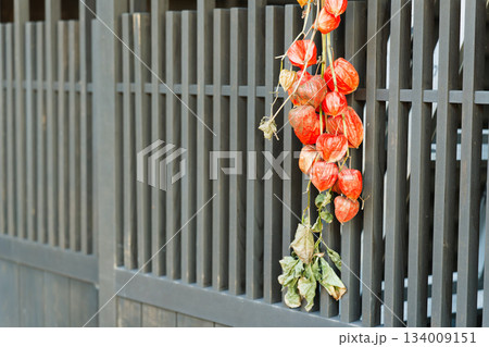 妻籠宿の町家の黒い格子戸に吊るされたほおずきの秋飾り 134009151