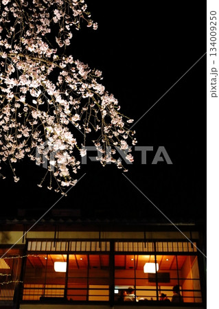 京都祇園の夜桜 134009250