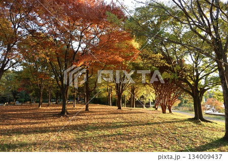 秋・紅葉 大阪の花博記念公園鶴見緑地 134009437