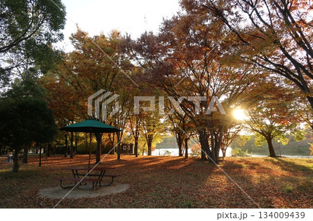 秋・紅葉 大阪の花博記念公園鶴見緑地 134009439