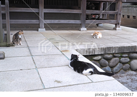 雀神社の猫たち【茨城県古河市】 134009637