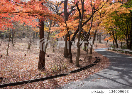 紅葉の森　群馬県嶺公園の遊歩道 134009698