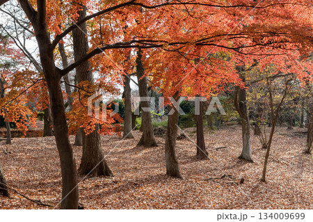 紅葉の森 群馬県嶺公園の遊歩道 紅葉の森 群馬県嶺公園の遊歩道 134009699