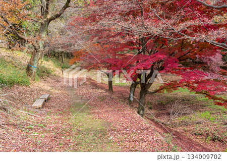 紅葉の森　群馬県嶺公園の遊歩道 134009702