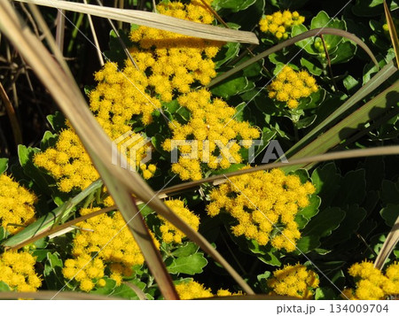 色い花は海岸の花イソギクの花 色い花は海岸の花イソギクの花 134009704
