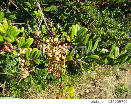海岸植物ハマヒサガキの未熟な実はクリーム色 134009705
