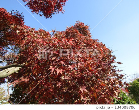 真っ赤な葉っぱになったモミジの紅葉 134009706